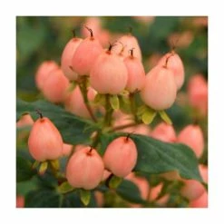 Discount ๐ 15 - 20cm Hypericum x inodorum (Magical Innocence) | St. John's Wort | 9cm Pot ๐