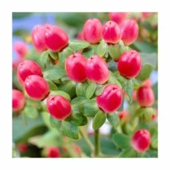 Best Pirce ๐ 15 - 20cm Hypericum x inodorum (Magical Red Flame) | St. John's Wort | 9cm Pot ๐งจ