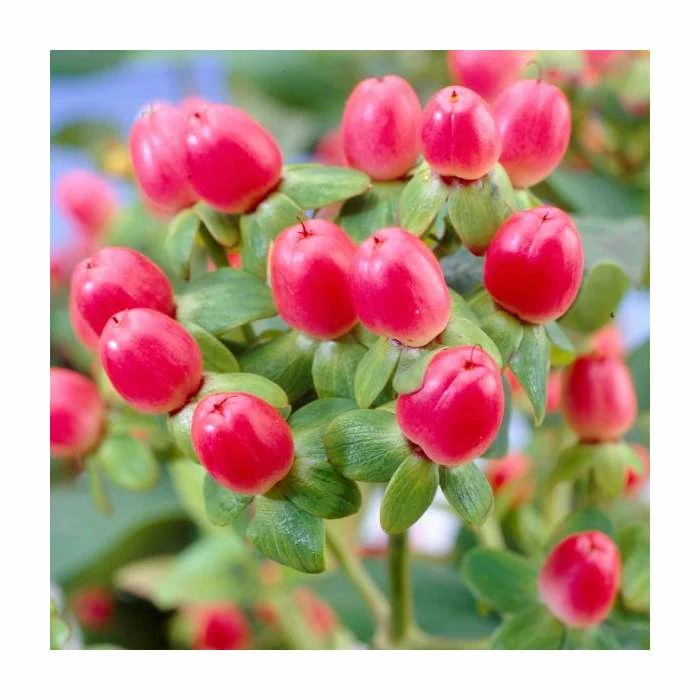 Best Pirce ๐ 15 - 20cm Hypericum x inodorum (Magical Red Flame) | St. John's Wort | 9cm Pot ๐งจ 1 Best Pirce ๐ 15 - 20cm Hypericum x inodorum (Magical Red Flame) | St. John's Wort | 9cm Pot ๐งจ