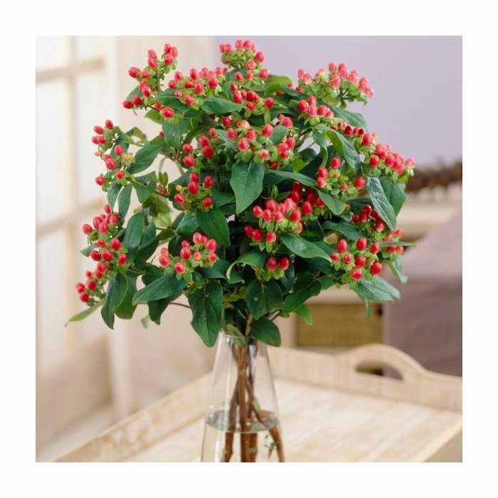 Best Pirce ๐ 15 - 20cm Hypericum x inodorum (Magical Red Flame) | St. John's Wort | 9cm Pot ๐งจ 2 Best Pirce ๐ 15 - 20cm Hypericum x inodorum (Magical Red Flame) | St. John's Wort | 9cm Pot ๐งจ - Image 2