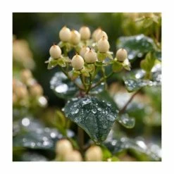 Best Pirce 😀 15 - 20cm Hypericum x inodorum (Magical Sunshine) | St. John's Wort | 9cm Pot ⌛