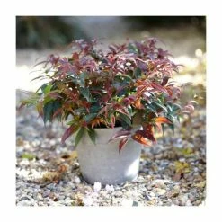 New ๐ 15 - 20cm Leucothoe keiskei 'Royal Ruby' | 9cm Pot ๐