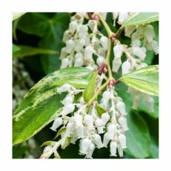 Flash Sale 🎁 15 - 20cm Leucothoe walteri 'Rainbow' | 🐶 Dog Hobble | 9cm Pot 👏