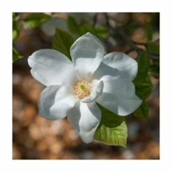 Promo 🥰 15 - 20cm Magnolia grandiflora 'Galissonière' | 9cm Pot ⌛