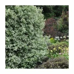 Flash Sale ⌛ 15 - 20cm Pittosporum tenuifolium 'Victoria' | 9cm Pot 🤩