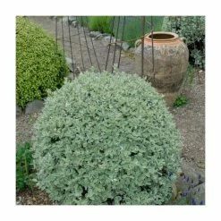 Top 10 😀 8 - 10cm Pittosporum tenuifolium 'Silver Ball' | 9cm Pot ⌛