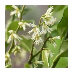 Buy 🔥 10 - 15cm Sarcococca ruscifolia | Fragrant Sweet Box | 9cm Pot ❤️