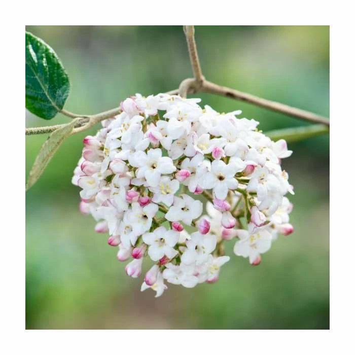 Coupon ๐คฉ 15 - 20cm Viburnum x burkwoodii | Burkwood viburnum | 9cm Pot โค๏ธ 1 Coupon ๐คฉ 15 - 20cm Viburnum x burkwoodii | Burkwood viburnum | 9cm Pot โค๏ธ