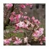 Deals 🤩 15 - 20cm Viburnum x bodnantense 'Dawn' | 9cm Pot ✔️