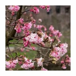Deals 🤩 15 - 20cm Viburnum x bodnantense 'Dawn' | 9cm Pot ✔️