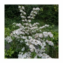 Discount ❤️ 10 - 15cm Viburnum plicatum 'Lanarth' | 9cm Pot 🔥