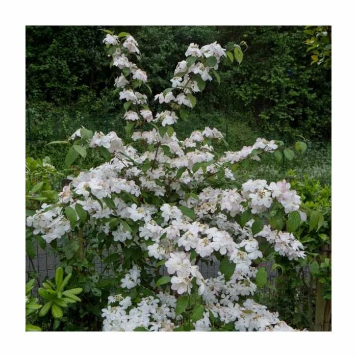 Discount โค๏ธ 10 - 15cm Viburnum plicatum 'Lanarth' | 9cm Pot ๐ฅ 1 Discount โค๏ธ 10 - 15cm Viburnum plicatum 'Lanarth' | 9cm Pot ๐ฅ