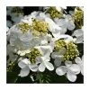 Discount 🛒 10 - 15cm Viburnum plicatum 'Shasta' | 9cm Pot 🎁