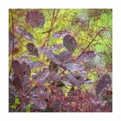 Top 10 👏 15 - 20cm Cotinus Coggygria 'Lilla' | 9cm Pot 🌟