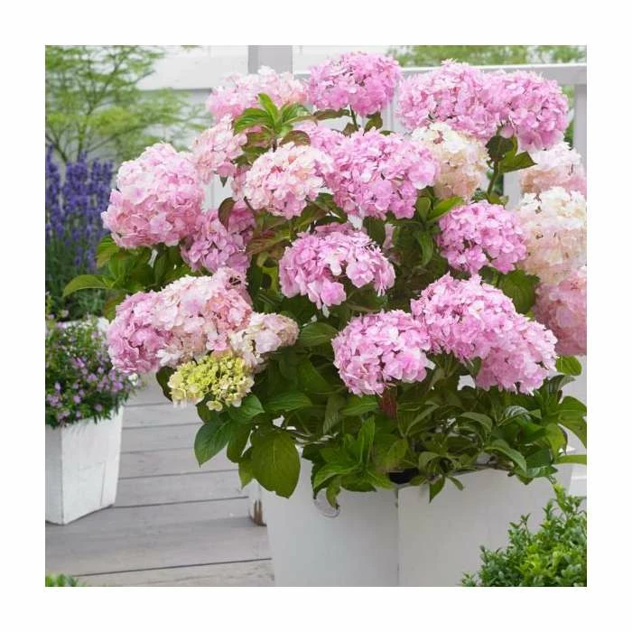Brand new ๐ฅฐ 10 - 15cm Hydrangea macrophylla 'Kazan' | 9cm Pot โ 2 Brand new ๐ฅฐ 10 - 15cm Hydrangea macrophylla 'Kazan' | 9cm Pot โ - Image 2