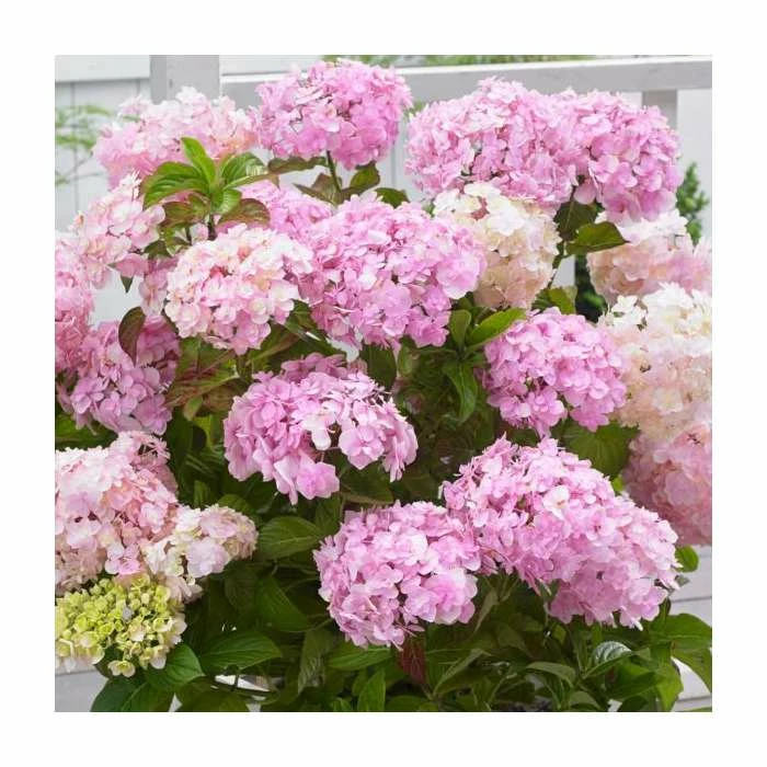 Brand new ๐ฅฐ 10 - 15cm Hydrangea macrophylla 'Kazan' | 9cm Pot โ 1 Brand new ๐ฅฐ 10 - 15cm Hydrangea macrophylla 'Kazan' | 9cm Pot โ