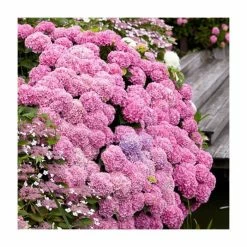 Hot Sale 🔔 10 - 15cm Hydrangea macrophylla DOLCE (R) FRANCE | 9cm Pot 🌟