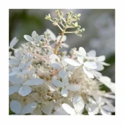 Best deal ๐ 10 - 15cm Hydrangea paniculata 'Phantom' | 9cm Pot ๐