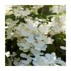 Buy 👏 10 - 15cm Hydrangea paniculata 'Polestar' (R) | 9cm Pot 👏