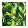 Best Pirce ✨ 10 - 15cm Laurus nobilis 'Little Ragu' | 9cm Pot 👏