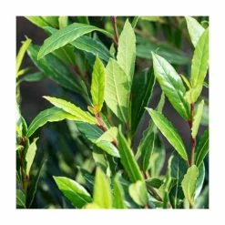 Best Pirce ✨ 10 - 15cm Laurus nobilis 'Little Ragu' | 9cm Pot 👏