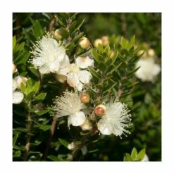 Top 10 💯 10 - 15cm Myrtus communis subsp. tarentina | 9cm Pot ✔️