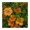 Hot Sale 🔥 10 - 15cm Potentilla fruticosa 'Orang'issima' | 9cm Pot 🔥