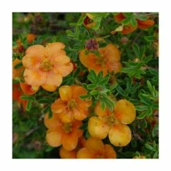 Hot Sale 🔥 10 - 15cm Potentilla fruticosa 'Orang'issima' | 9cm Pot 🔥