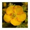 Budget 😉 10 - 15cm Potentilla fruticosa 'Solar'issima' | 9cm Pot 😀