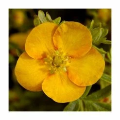 Budget 😉 10 - 15cm Potentilla fruticosa 'Solar'issima' | 9cm Pot 😀