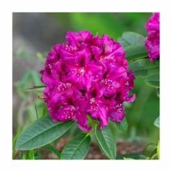 Deals 🧨 Rhododendron 'Polarnight' | 7.5L Pot 💯
