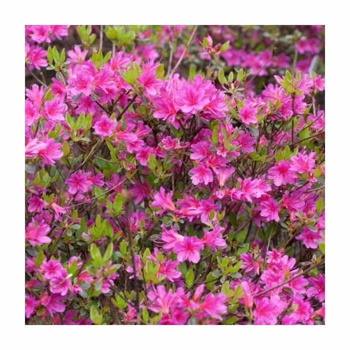 Wholesale ๐คฉ Evergreen Azalea 'Amoena' | 3L Pot ๐งจ 1 Wholesale ๐คฉ Evergreen Azalea 'Amoena' | 3L Pot ๐งจ