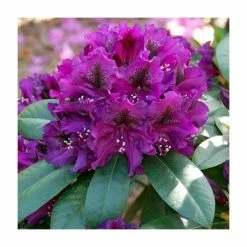 Hot Sale 🎉 Rhododendron x hybrid 'Polar Night' | 7.5L Pot 🔔