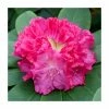 Discount ✨ 1ft Evergreen Rhododendron 'Germania' | 7.5L Pot 👏