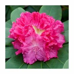 Discount ✨ 1ft Evergreen Rhododendron 'Germania' | 7.5L Pot 👏