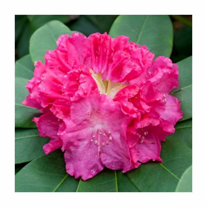 Discount โจ 1ft Evergreen Rhododendron 'Germania' | 7.5L Pot ๐ 1 Discount โจ 1ft Evergreen Rhododendron 'Germania' | 7.5L Pot ๐