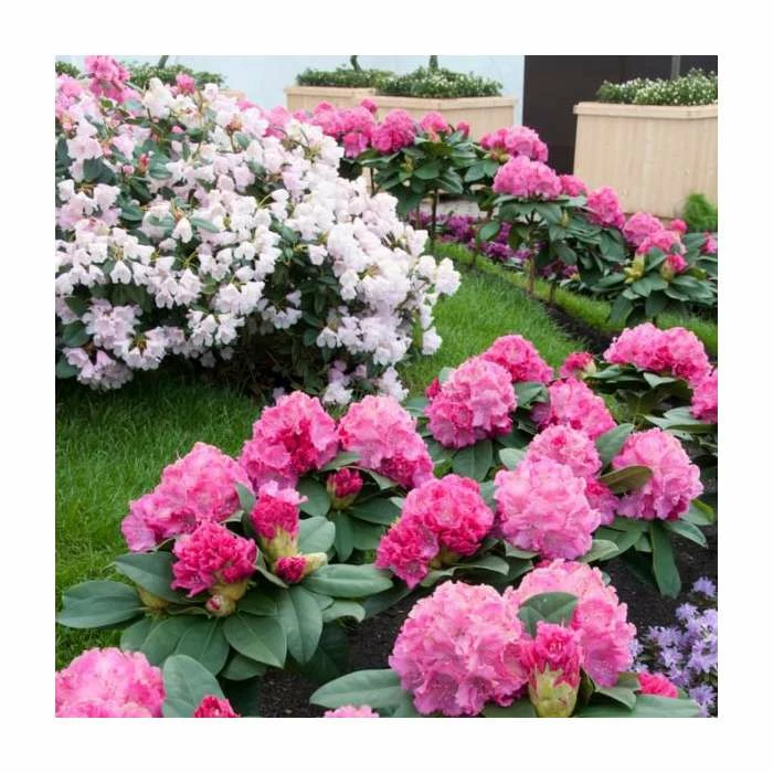 Discount โจ 1ft Evergreen Rhododendron 'Germania' | 7.5L Pot ๐ 2 Discount โจ 1ft Evergreen Rhododendron 'Germania' | 7.5L Pot ๐ - Image 2