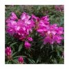 Deals 🤩 1ft Evergreen Rhododendron 'Graziella' | 7.5L Pot 🌟