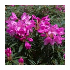 Deals 🤩 1ft Evergreen Rhododendron 'Graziella' | 7.5L Pot 🌟