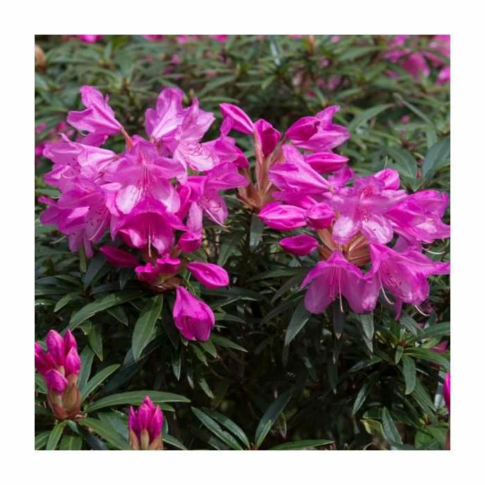 Deals ๐คฉ 1ft Evergreen Rhododendron 'Graziella' | 7.5L Pot ๐ 1 Deals ๐คฉ 1ft Evergreen Rhododendron 'Graziella' | 7.5L Pot ๐