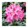 Best Sale ❤️ 2ft Evergreen Rhododendron 'Cosmopolitan' | 7.5L Pot ❤️