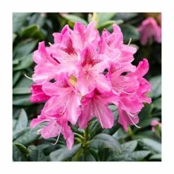 Best Sale ❤️ 2ft Evergreen Rhododendron 'Cosmopolitan' | 7.5L Pot ❤️