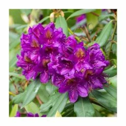 Promo 🥰 2ft Rhododendron 'Marcel Menard' | 7.5L Pot 🔔