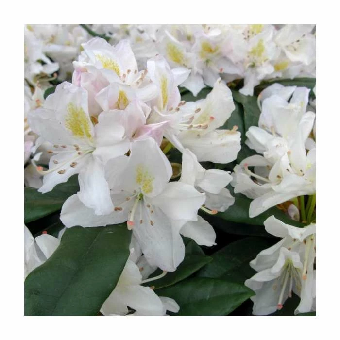 Budget ๐ 2ft Rhododendron 'Madame Masson' | 7.5L Pot ๐งจ 1 Budget ๐ 2ft Rhododendron 'Madame Masson' | 7.5L Pot ๐งจ