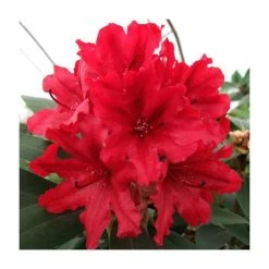 Deals ⌛ 2ft Rhododendron 'Tarragona' | 7.5L Pot 👍