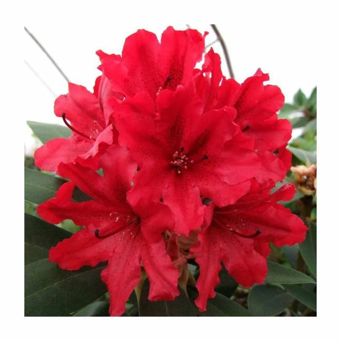 Deals โ 2ft Rhododendron 'Tarragona' | 7.5L Pot ๐ 1 Deals โ 2ft Rhododendron 'Tarragona' | 7.5L Pot ๐