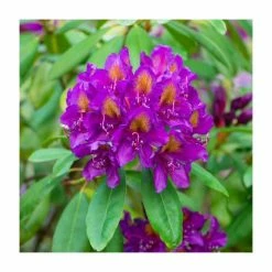 Brand new 🛒 2ft Rhododendron 'Libretto' | 7.5L Pot 🎁