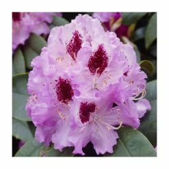 Coupon 🥰 2ft Rhododendron 'Peter Alan' | 7.5L Pot 😀
