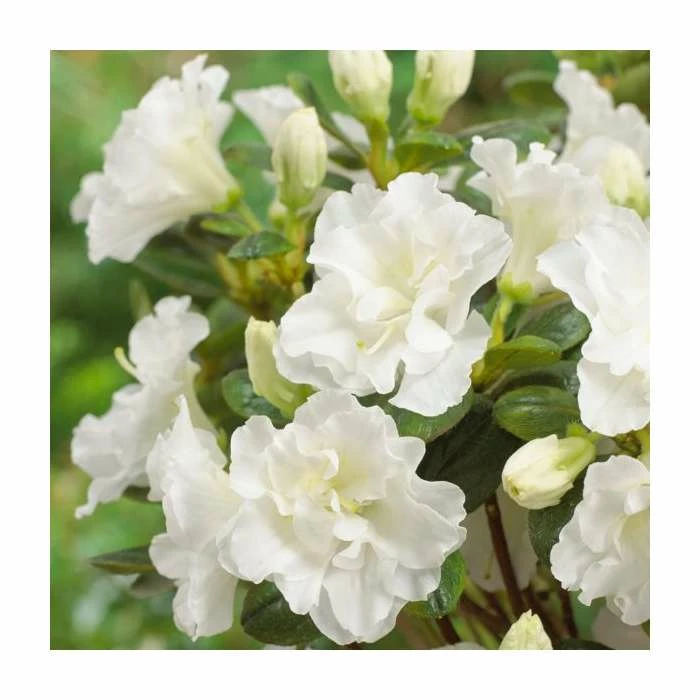 Deals ๐ Evergreen Azalea 'Snow Pearl' | 3L Pot ๐ฅฐ 1 Deals ๐ Evergreen Azalea 'Snow Pearl' | 3L Pot ๐ฅฐ