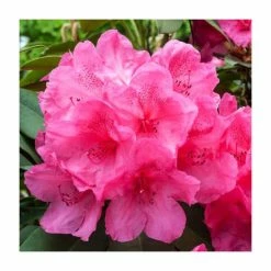 Brand new 😀 Evergreen Azalea 'Anne Frank'| 3L Pot ❤️